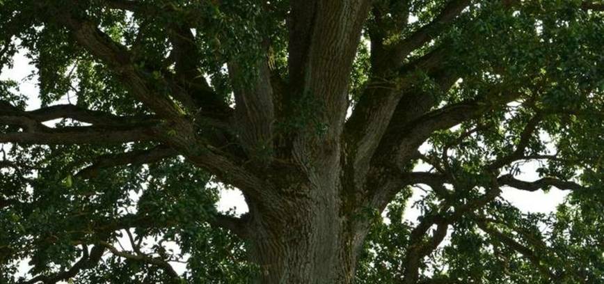 Laukių ąžuolas - konkurso „Lietuvos medis 2025" finale