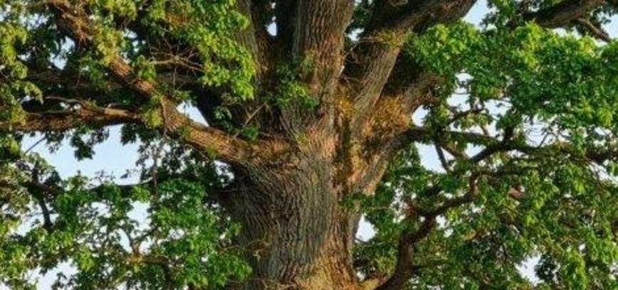 Laukių ąžuolas - Lietuvos medis 2025!