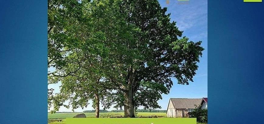 2026 metų Europos medžio rinkimai prasidėjo!