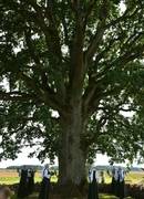 Laukių ąžuolas - konkurso „Lietuvos medis 2025" finale