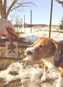 Kovo 11-osios žygis Mosėdis - Laukių ąžuolas - Mosėdis