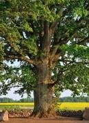 Laukių ąžuolas - Lietuvos medis 2025!