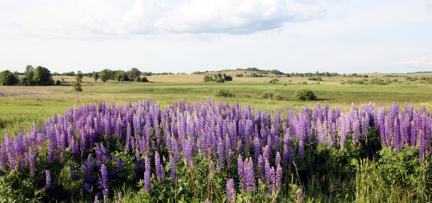 Rukų vasaros šventė