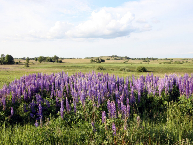 Rukų vasaros šventė